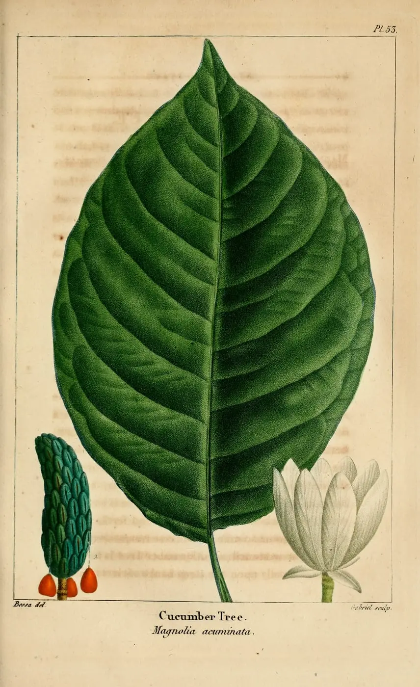 Cucumber Tree (Magnolia acuminata) by Pancrace Bessa, canvas print
