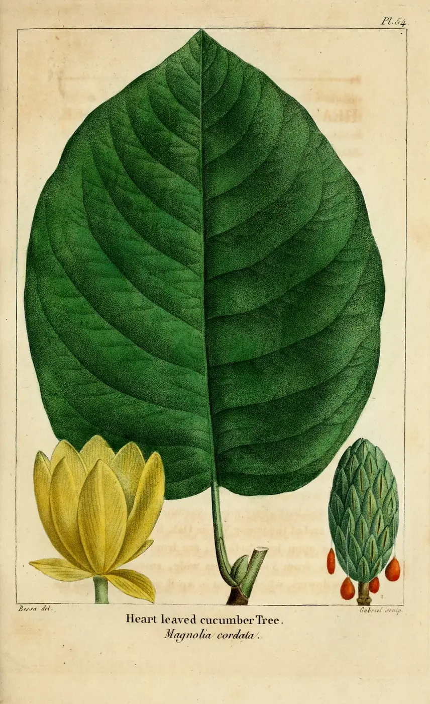 Yellow Cucumbertree (Magnolia acuminata var. subcordata) by Pancrace Bessa, canvas print