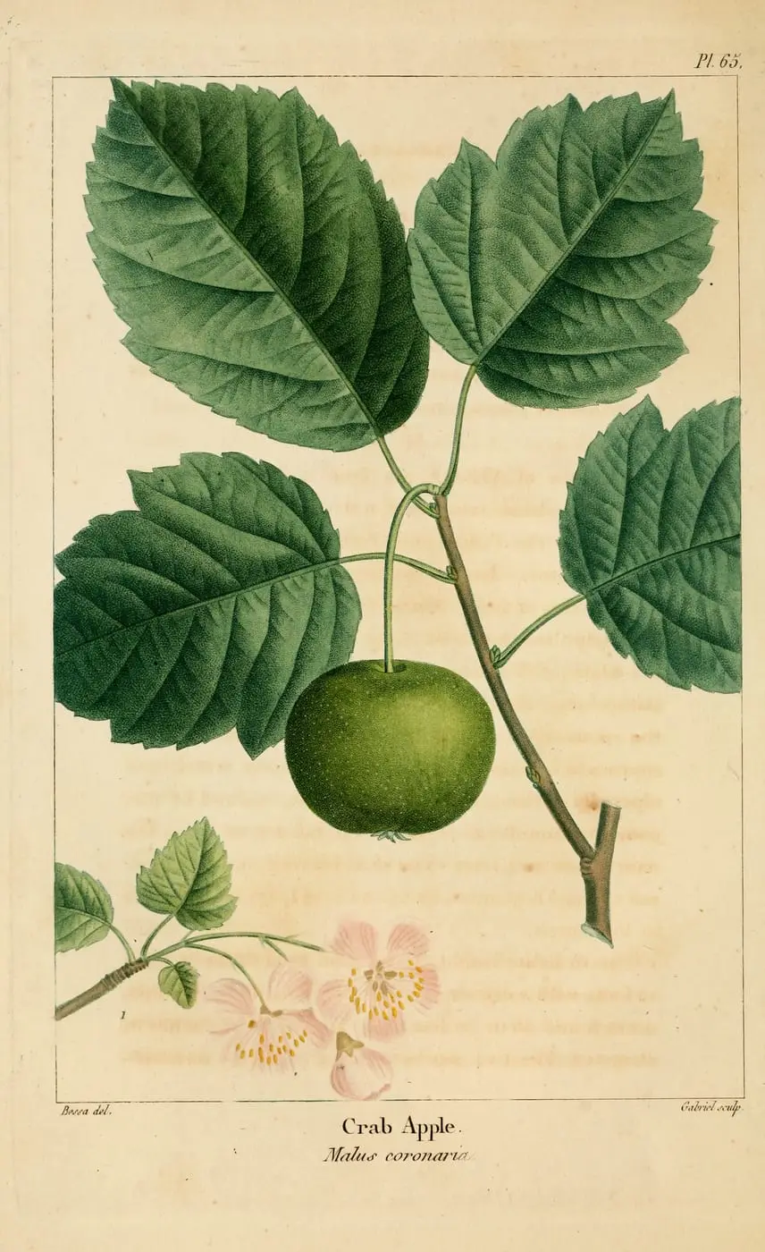Crab Apple (Malus coronaria) by Pancrace Bessa, canvas print