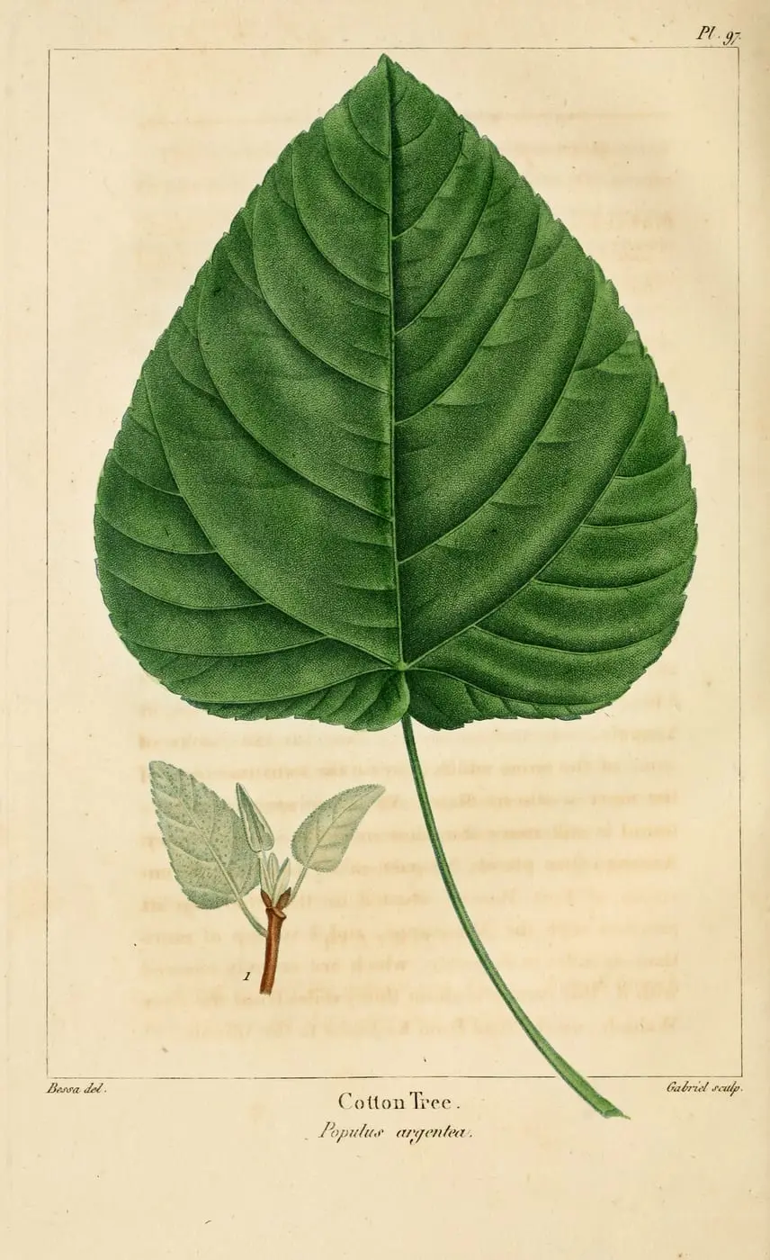 Swamp Cottonwood (Populus heterophylla) by Pancrace Bessa, canvas print