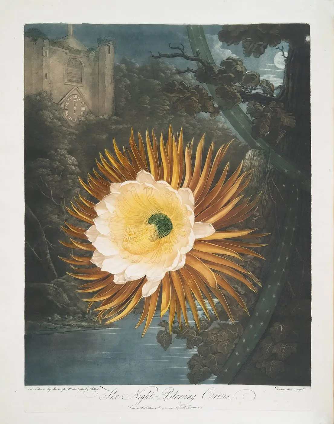 Night-blowing cereus by Philip Reinagle, canvas print