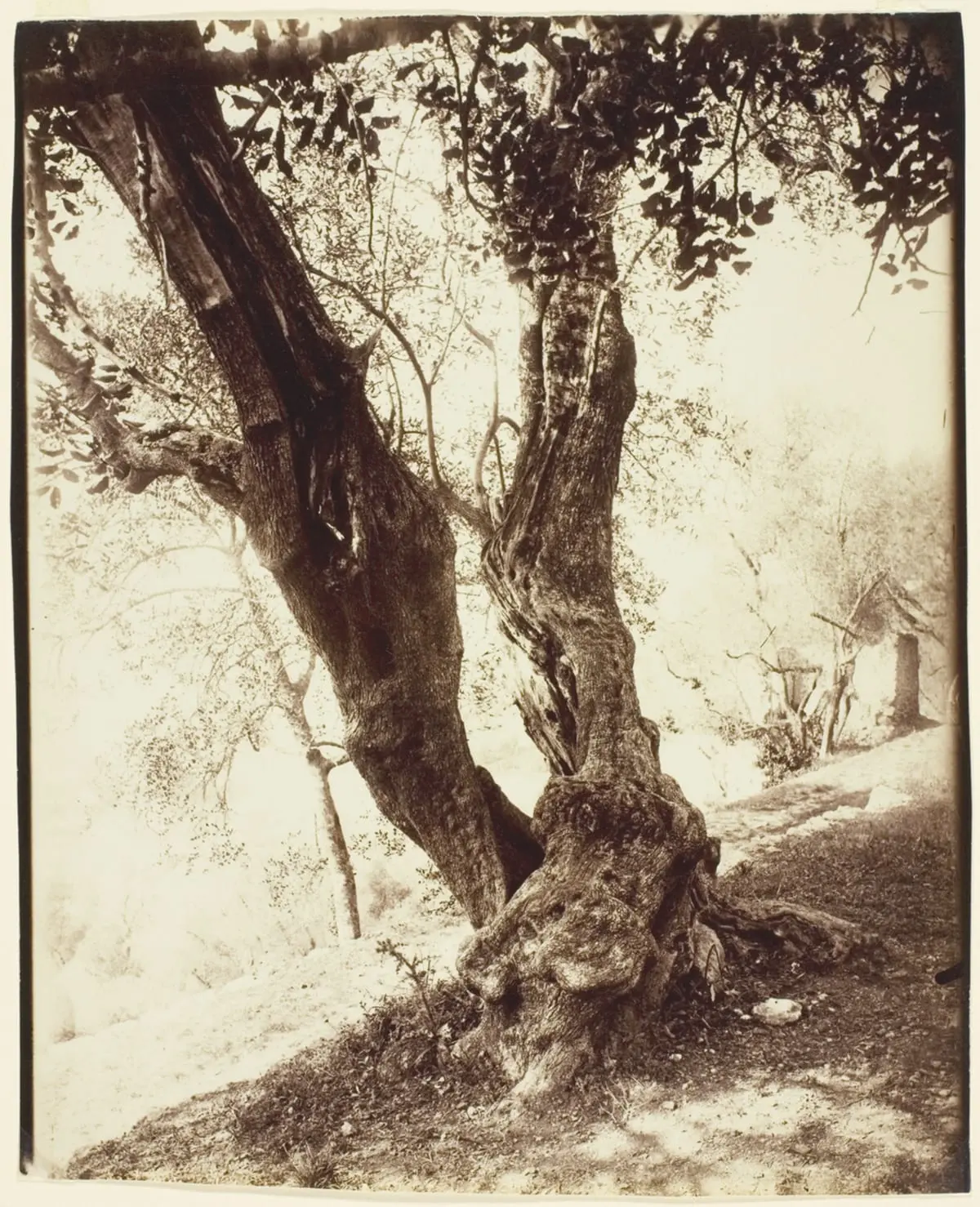 Olive Tree, Nice by Eugène Atget, canvas print