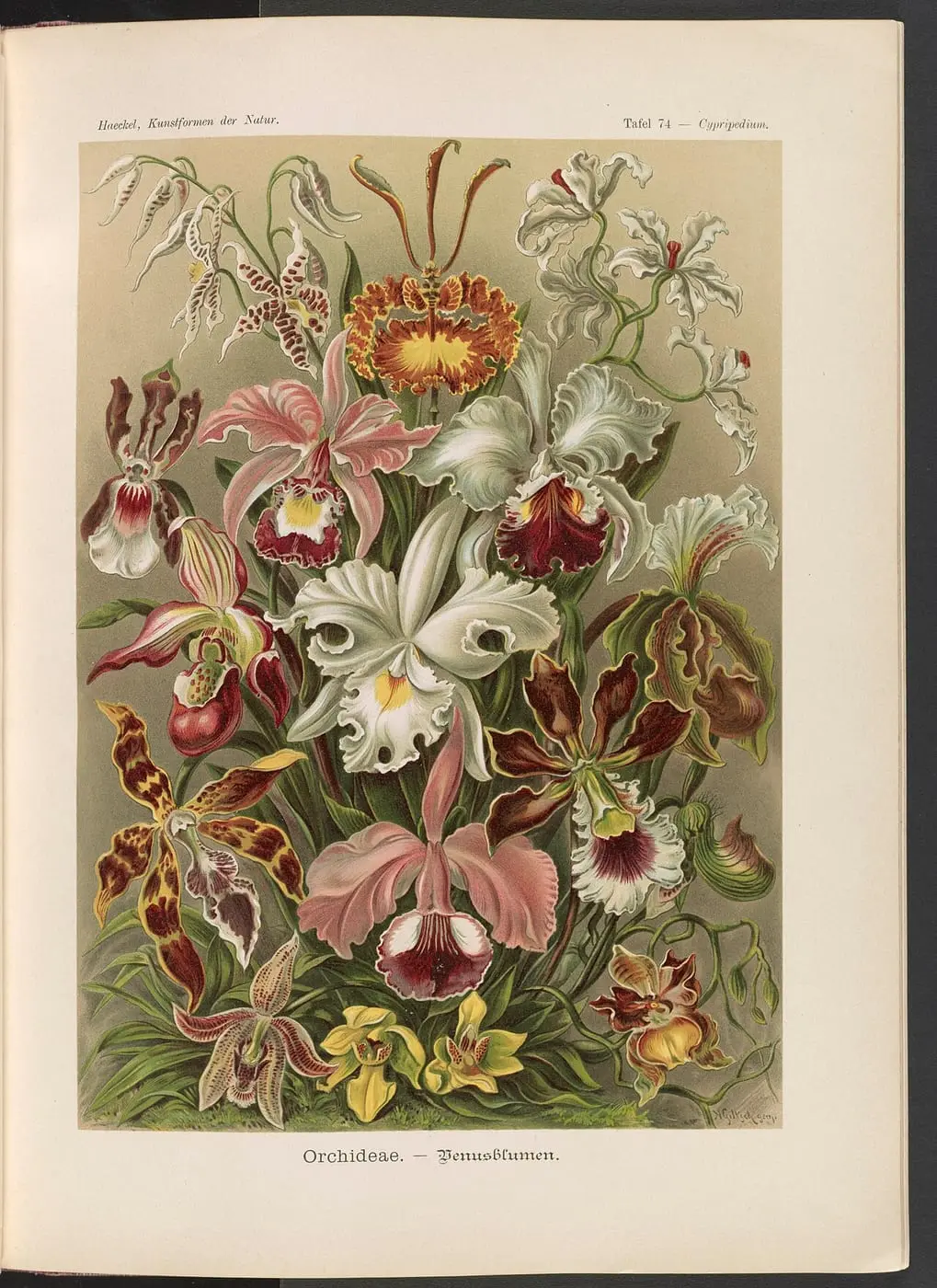 Orchideae., Denusblumen, A. Giltsch, gem by Ernst Haeckel, canvas print