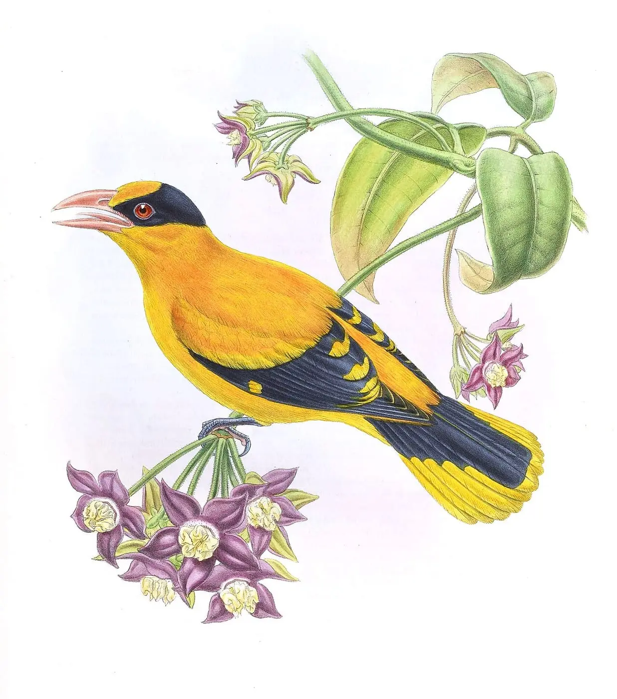 OriolusBroderipiGould by John Gould, canvas print