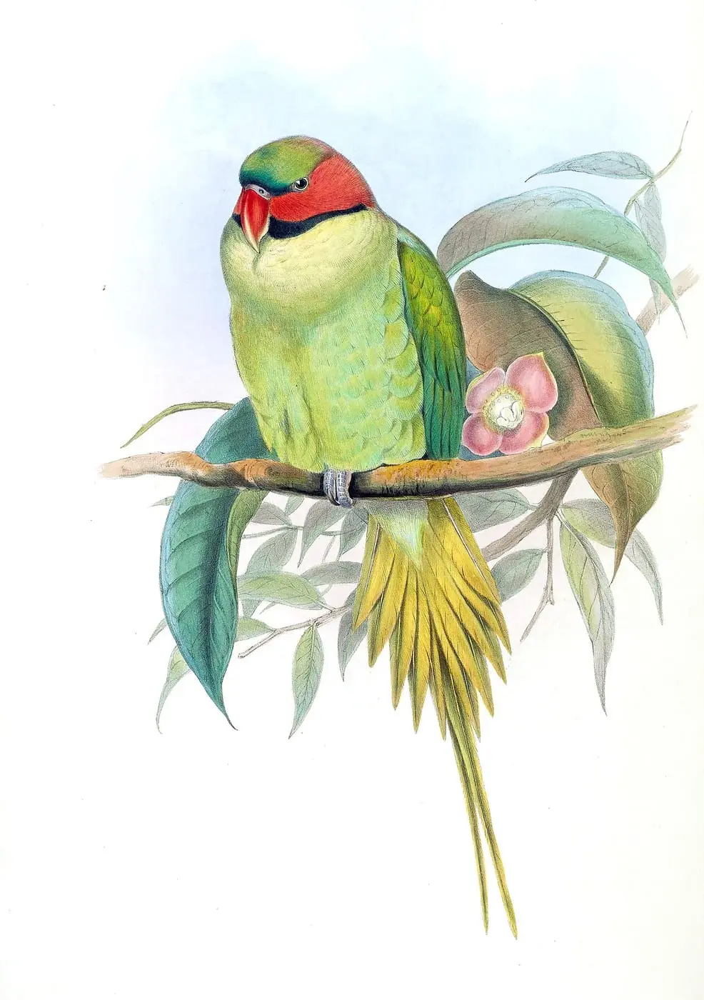 PalaeornisLucianiGould by John Gould, canvas print