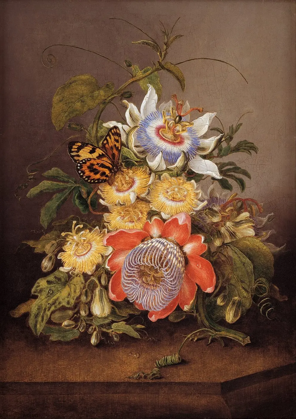 Passionflowers by Ferdinand Bauer, canvas print
