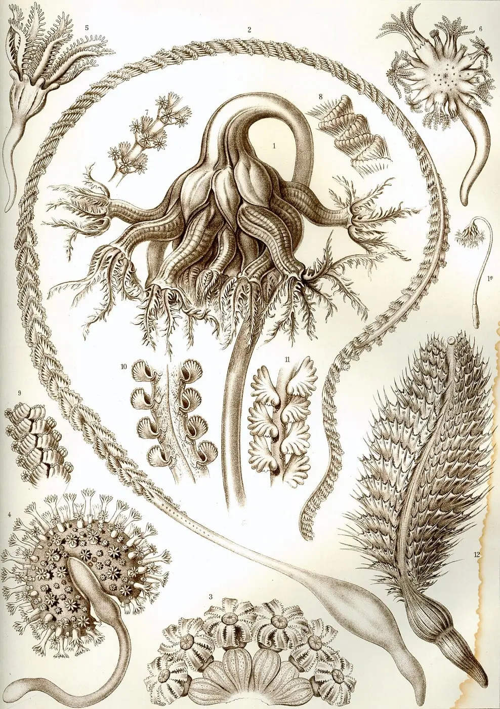 Pennatulida by Ernst Haeckel, canvas print