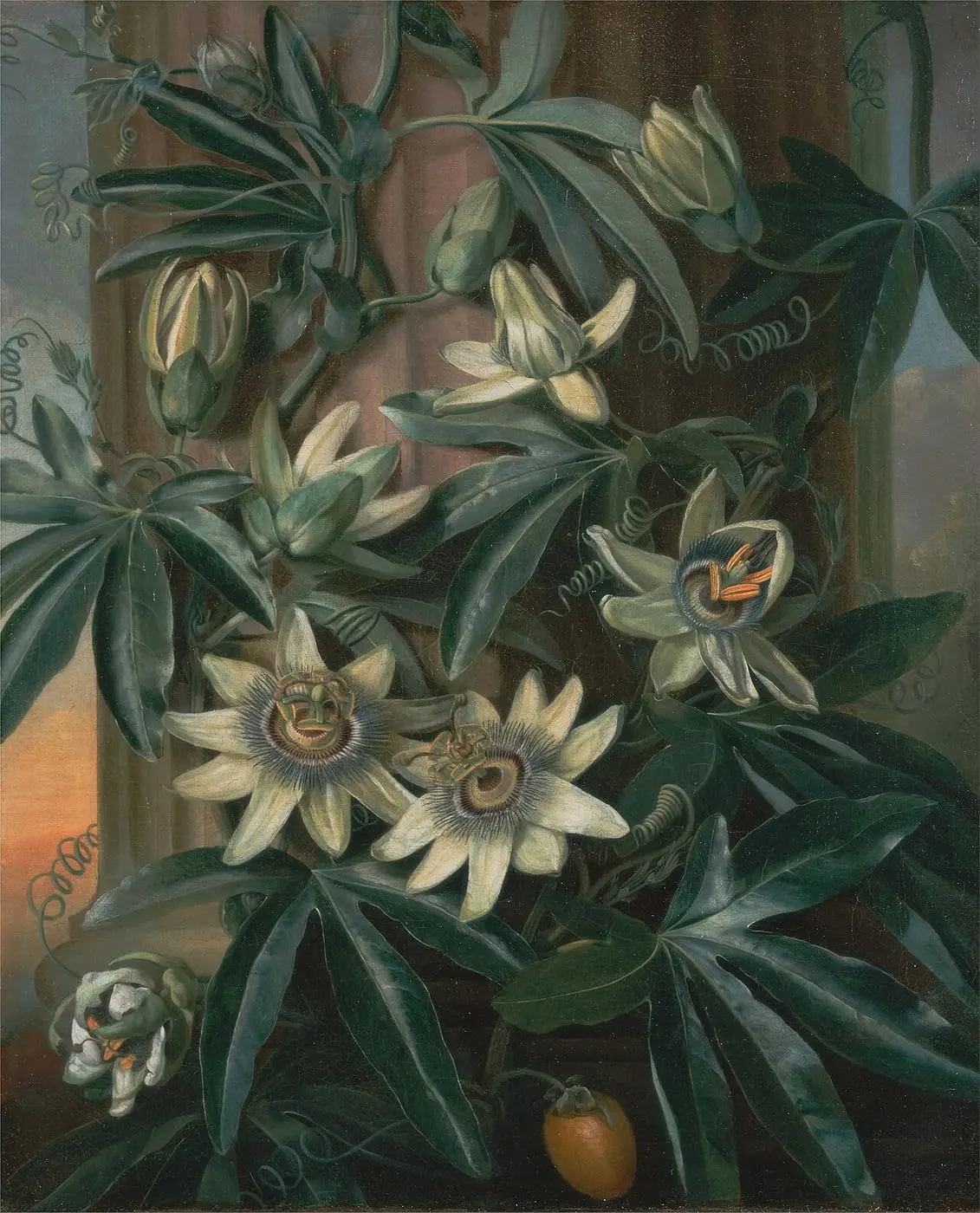 The Blue Passion Flower by Philip Reinagle, canvas print