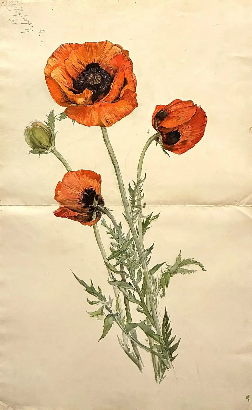 Poppy by Hilma af Klint, canvas print