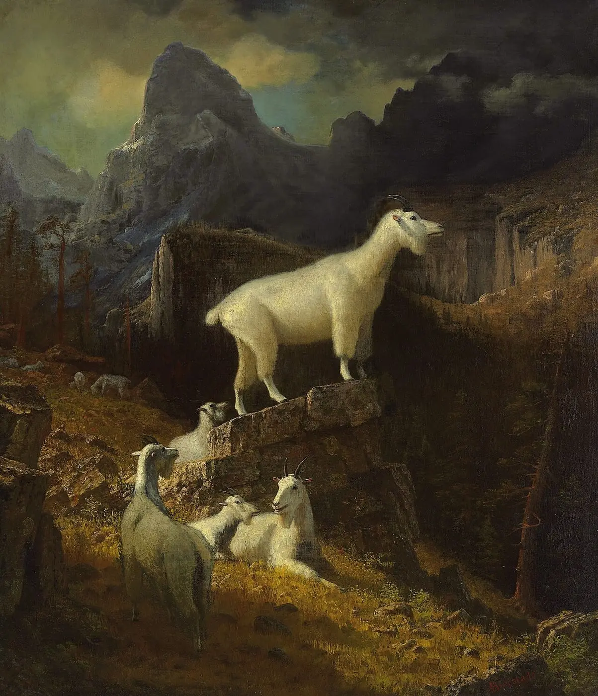 Rocky Mountain Goats by Albert Bierstadt, canvas print