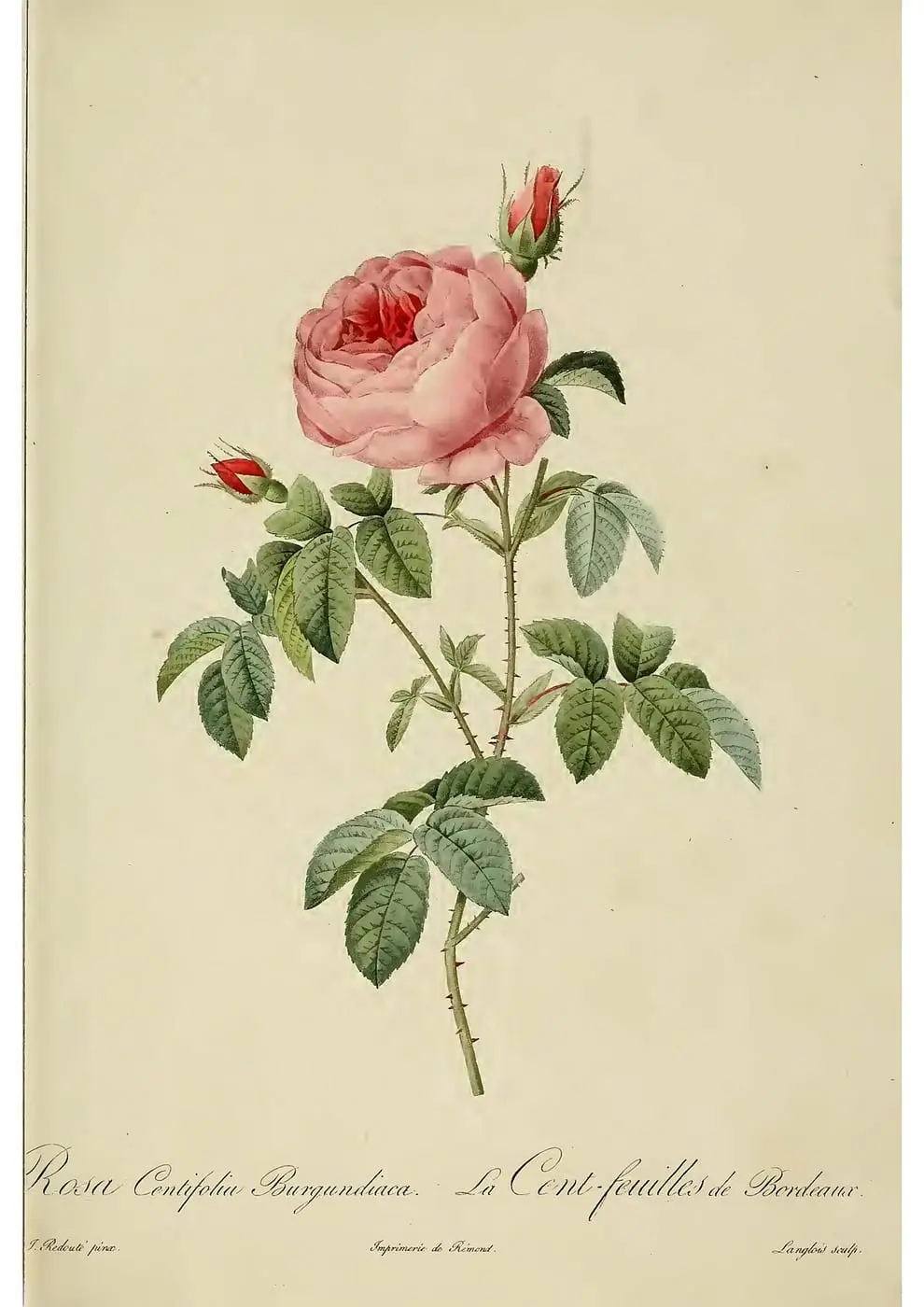 Rosa centifolia Burgundiaca by Pierre-Joseph Redouté, canvas print