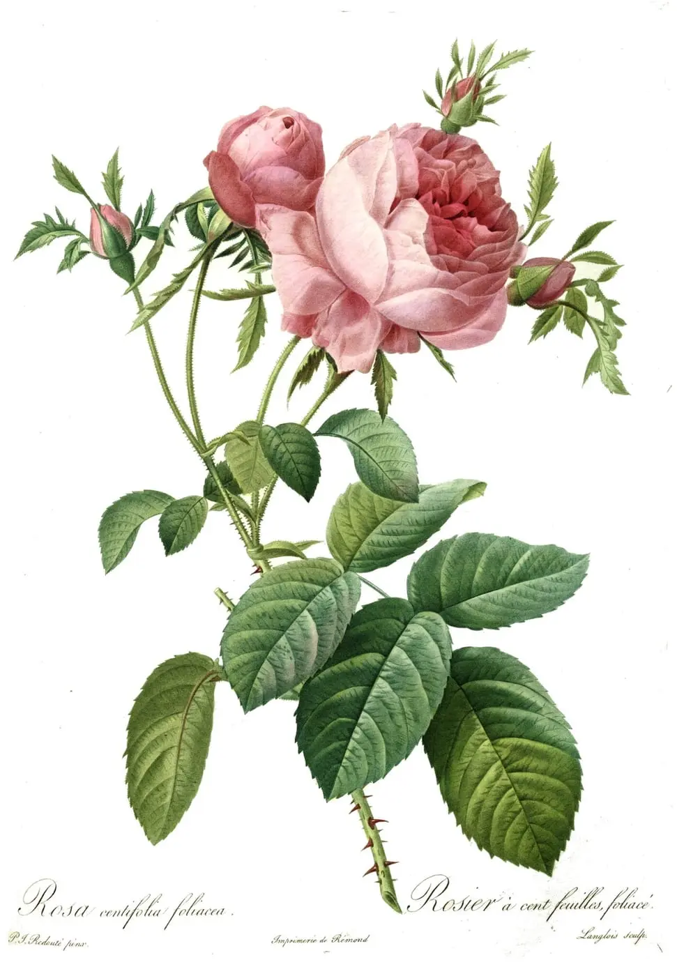Rosa centifolia foliacea by Pierre-Joseph Redouté, canvas print