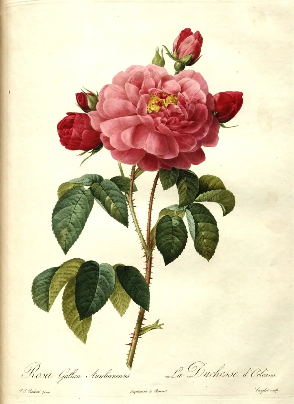 Rosa gallica aurelianensis (Rosa 'La Duchesse d'Orléans') by Pierre-Joseph Redouté, canvas print