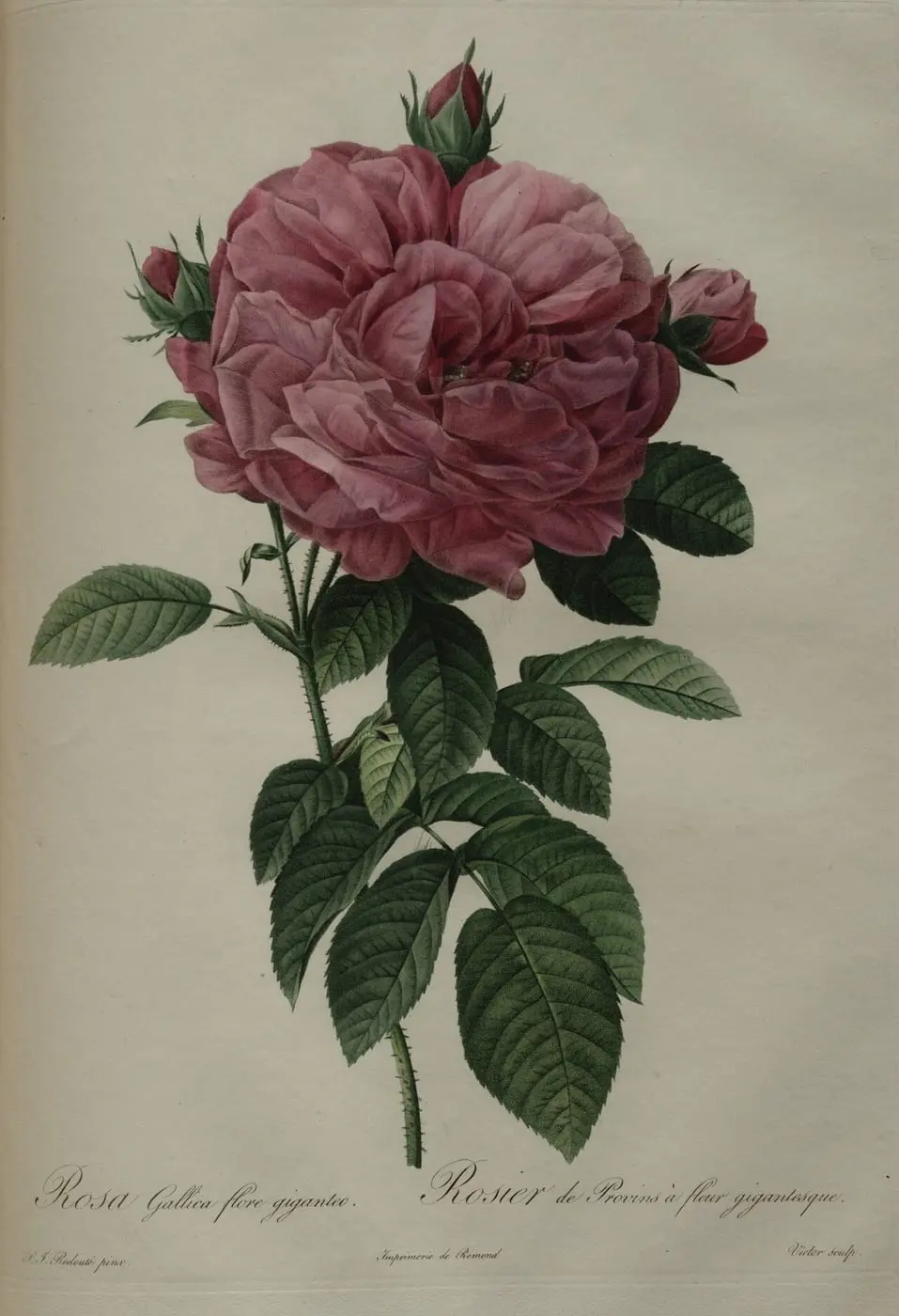 Rosa gallica flore giganteo by Pierre-Joseph Redouté, canvas print