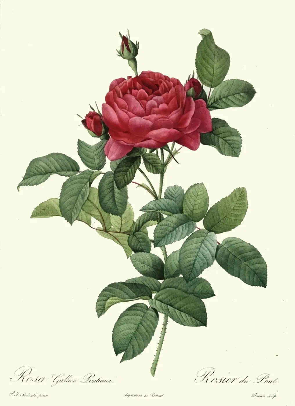 Rosa gallica pontiana by Pierre-Joseph Redouté, canvas print