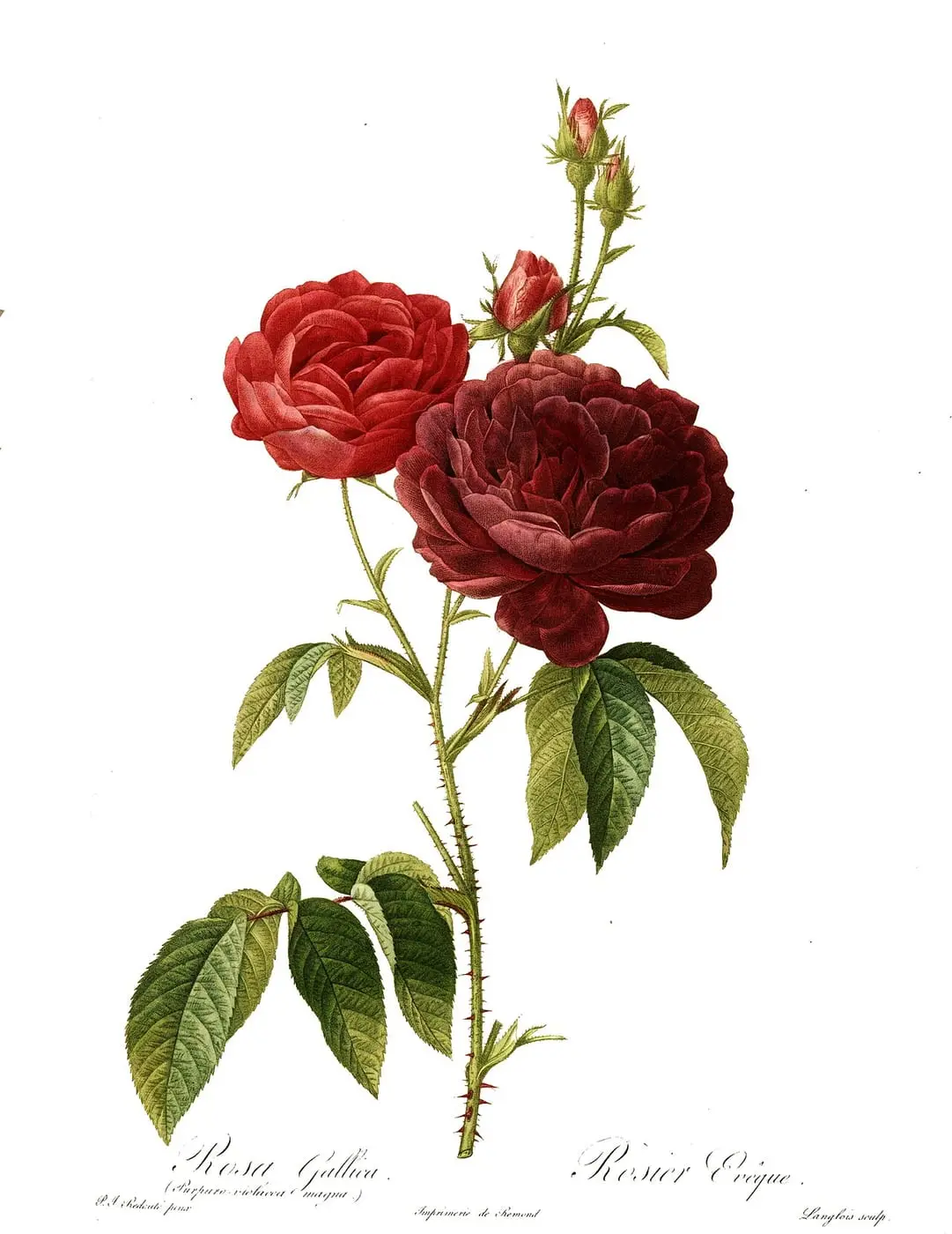 Rosa gallica purpuro-violacea magna by Pierre-Joseph Redouté, canvas print