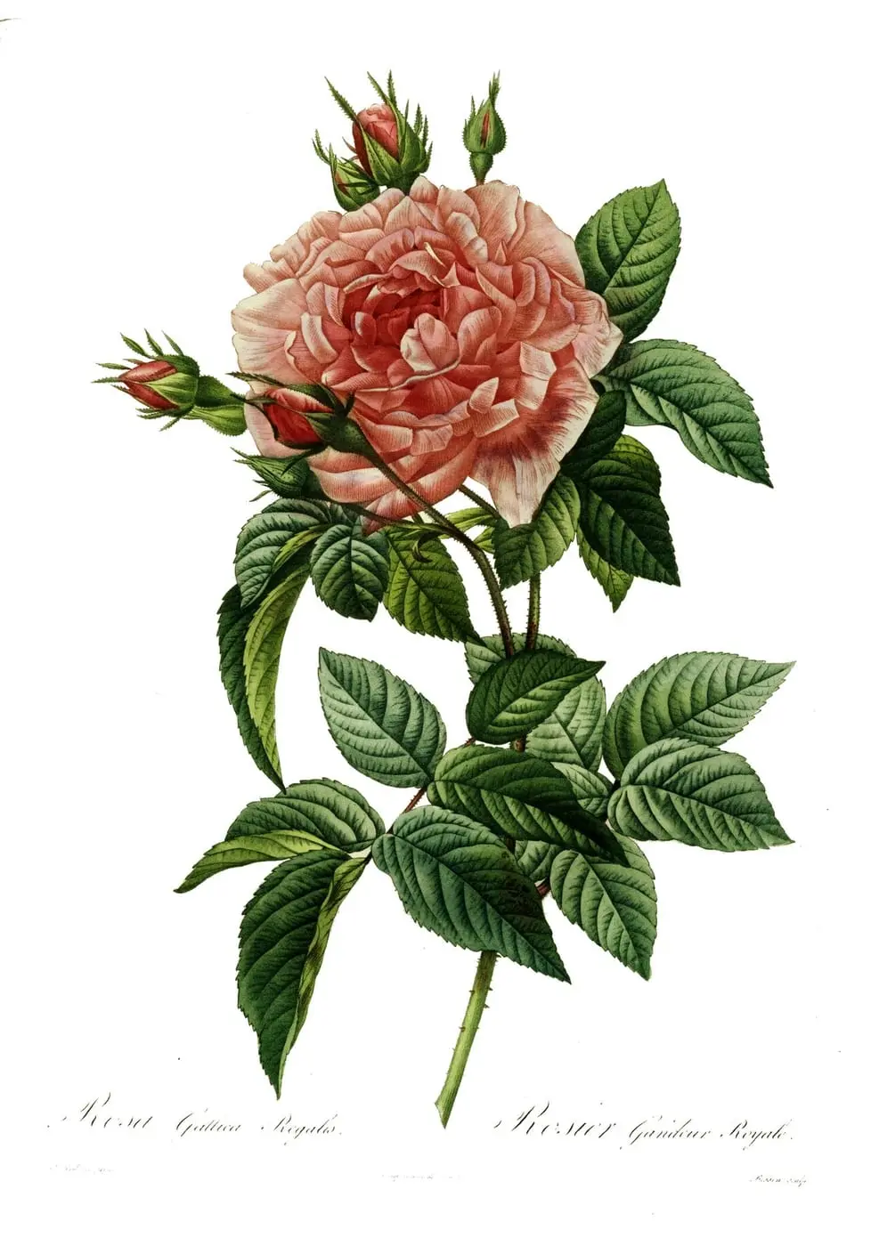 Rosa gallica regalis by Pierre-Joseph Redouté, canvas print
