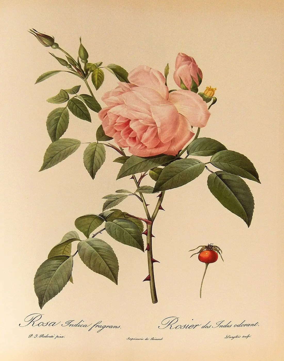 Rosa indica Fragrans (Hume's Blush Tea-scented China) by Pierre-Joseph Redouté, canvas print