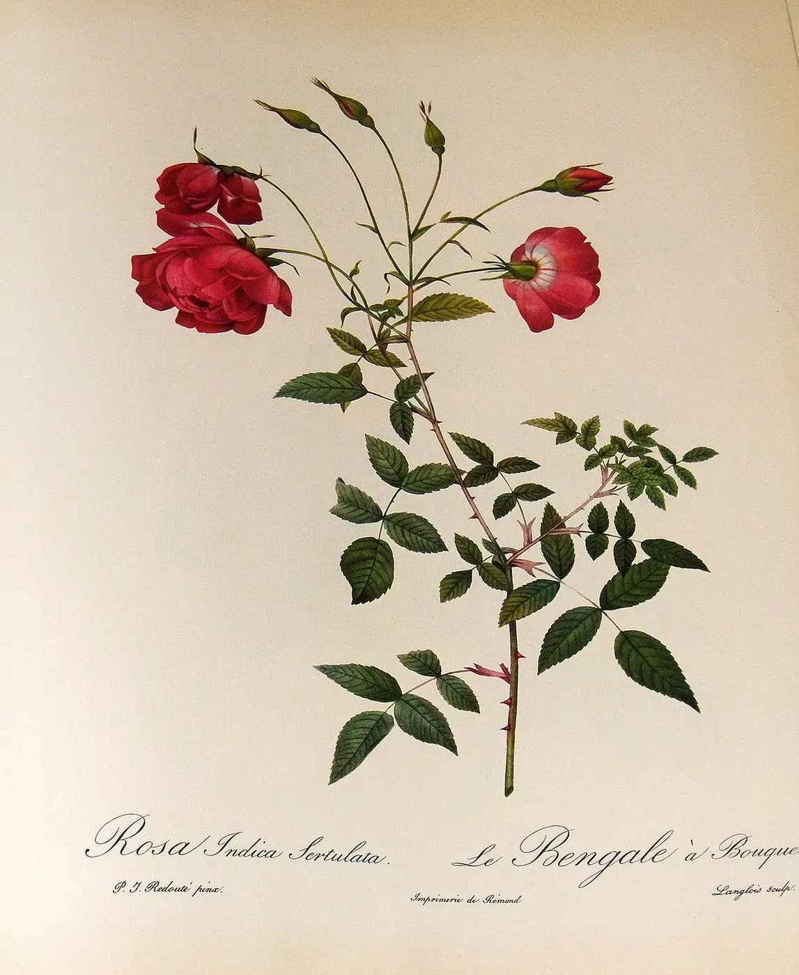 Rosa Indica Sertulata by Pierre-Joseph Redouté, canvas print