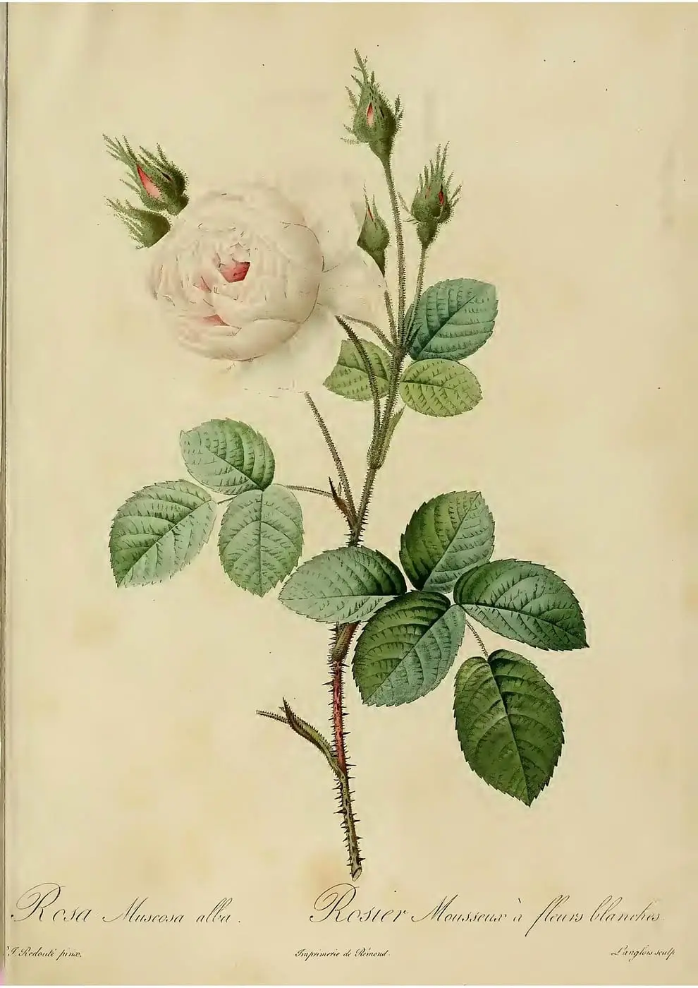 RosaMuscosa Alba-Rosier-mousseux-a-fleurs-blanches by Pierre-Joseph Redouté, canvas print