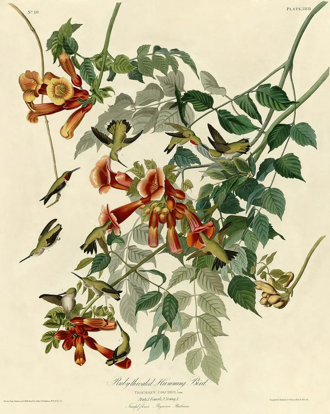 Ruby-throated Humming Bird (Archilochus colubris) by John James Audubon, canvas print