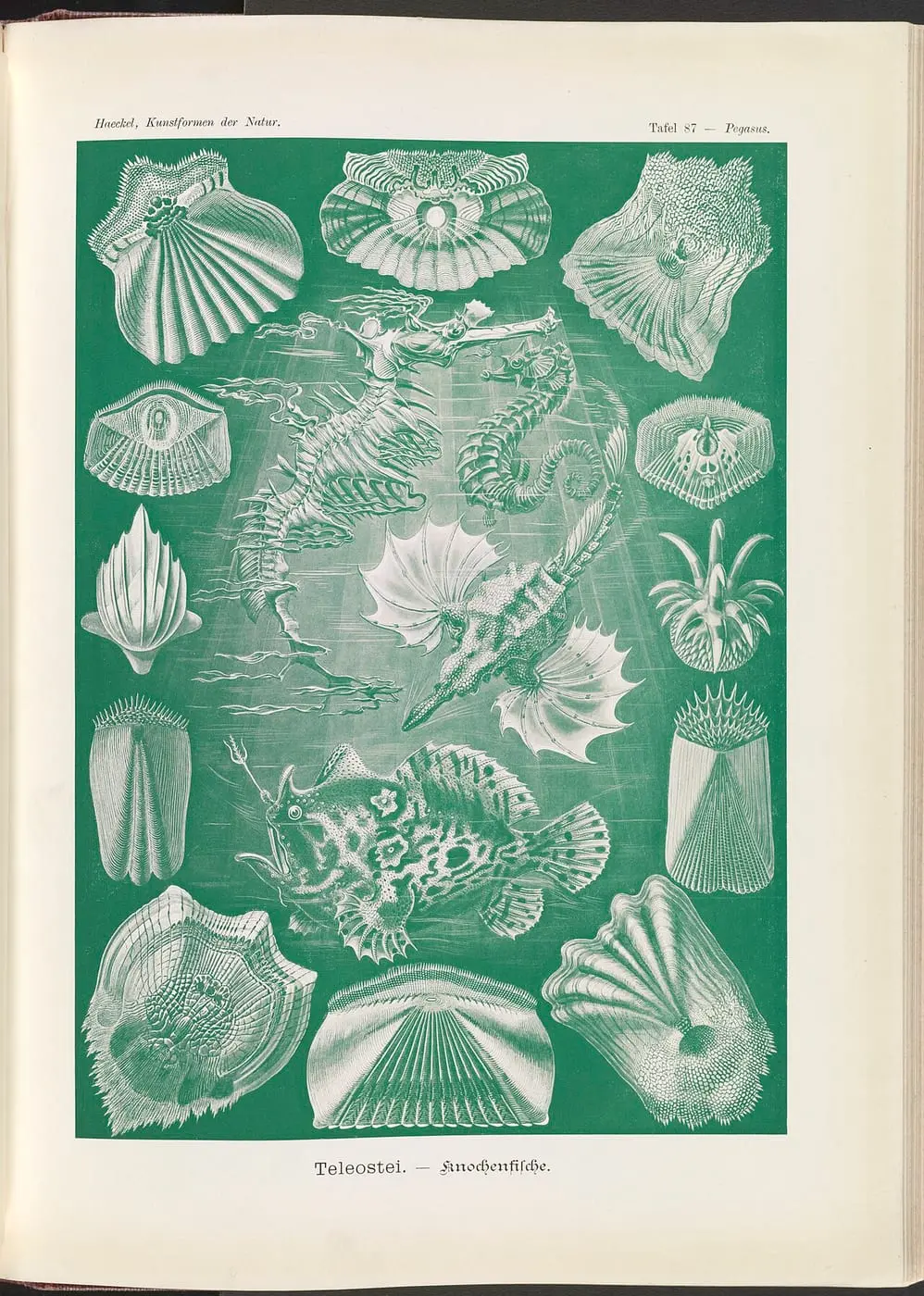 Teleostei., Knochenfische by Ernst Haeckel, canvas print