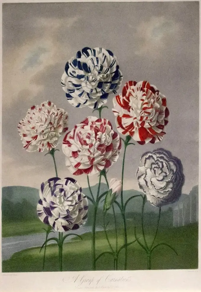 The Temple of Flora, Carnations by Robert John Thornton, canvas print