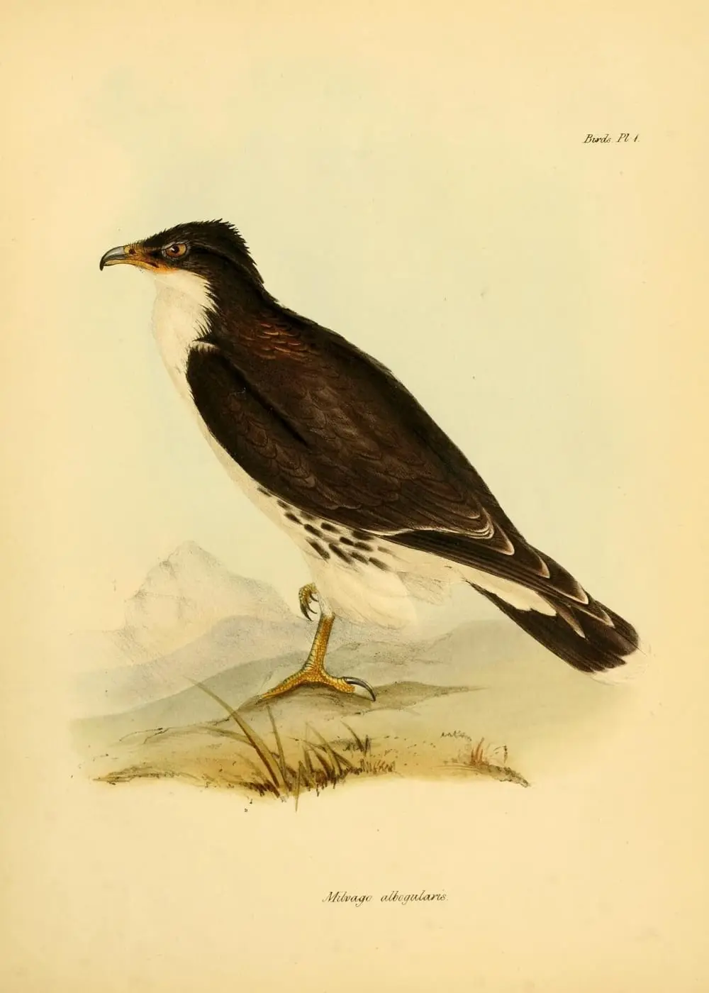 White-throated Caracara (Phalcoboenus albogularis) by John Gould, canvas print
