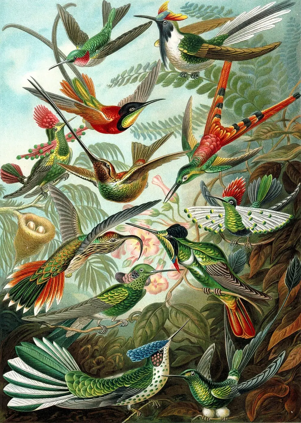 Trochilidae by Ernst Haeckel, canvas print
