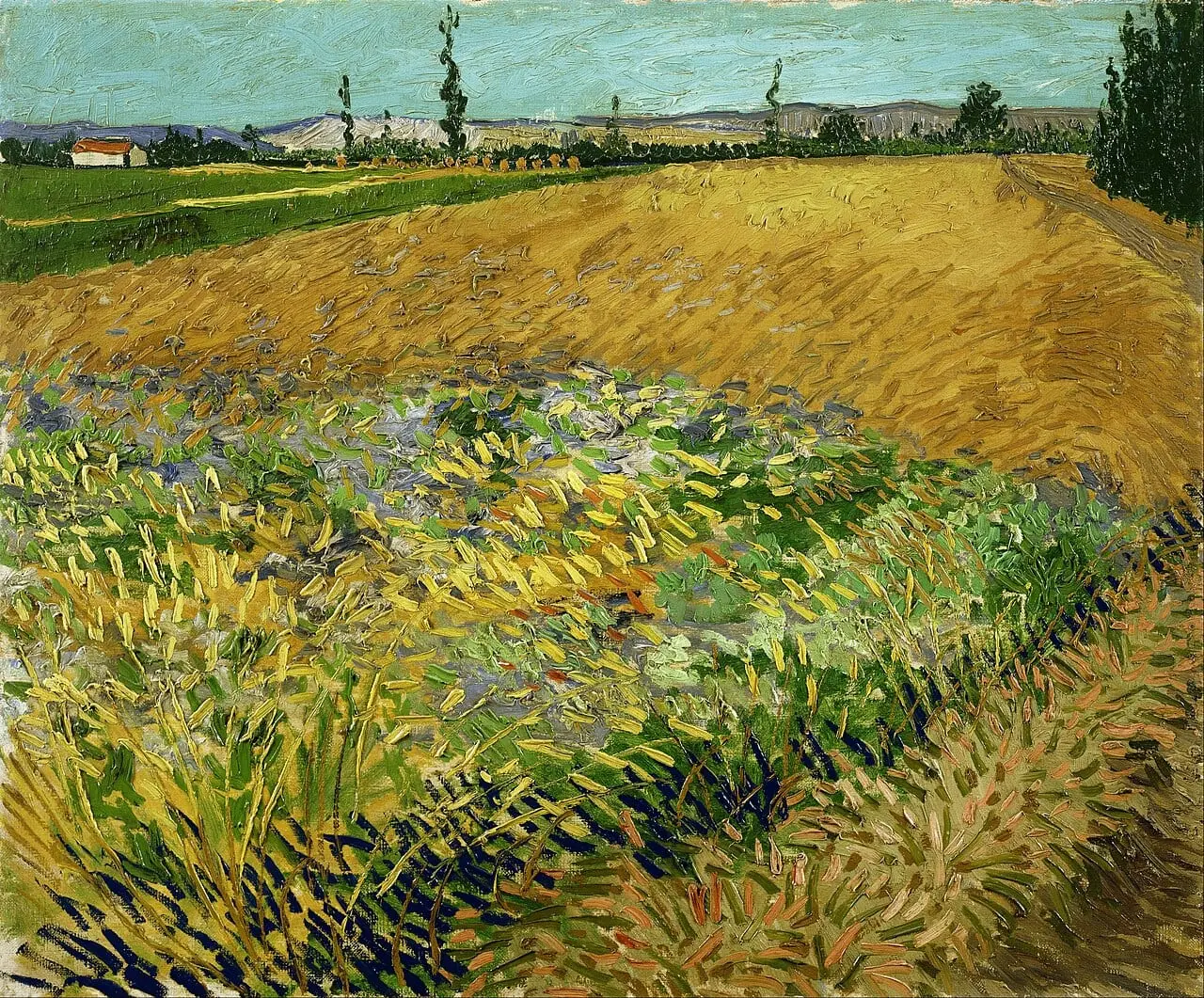 Wheatfield by Vincent van Gogh, canvas print